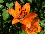 Lilium bulbifera